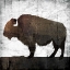 Picture of AGED BUFFALO