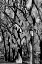 Picture of CENTRAL PARK IMAGE 1744