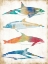 Picture of COLORFUL SEA LIFE