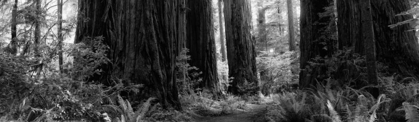 Picture of REDWOODS