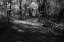 Picture of QUIET PATH