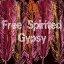Picture of FREE SPIRITED GYPSY