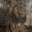 Picture of WILD JUNGLE 2