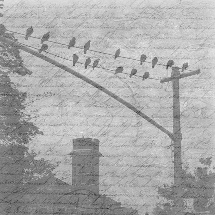 Picture of BIRDS IN THE BROOKLYN SKY