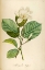 Picture of VINTAGE BOTANICAL