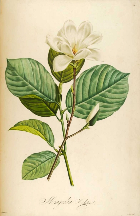 Picture of VINTAGE BOTANICAL