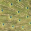 Picture of PEACOCK FEATHERS 2