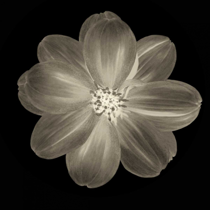 Picture of SEPIA FLORAL III
