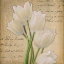 Picture of WHITE TULIP  ON GOLD A