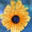 Picture of SCRIPTED WILD SUNFLOWER II