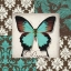 Picture of DREAM BUTTERFLY