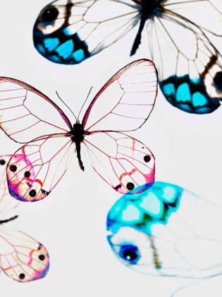 Picture of GLASSWINGS