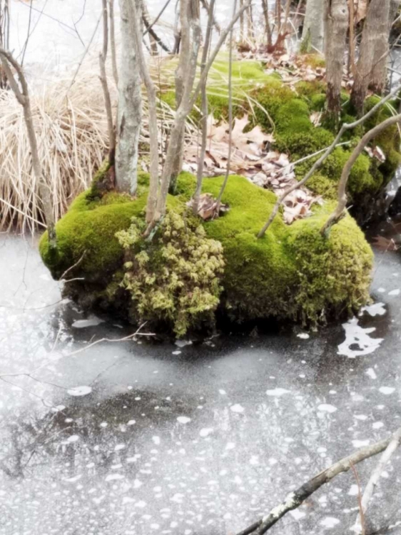 Picture of WINTER BOG
