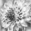 Picture of BLACK AND WHITE DALIA 1A