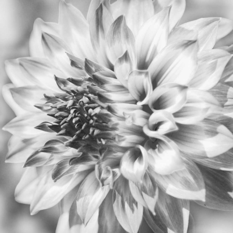 Picture of BLACK AND WHITE DALIA 1A