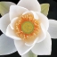 Picture of LOTUS II