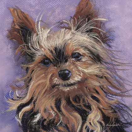 Picture of TEACUP YORKIE