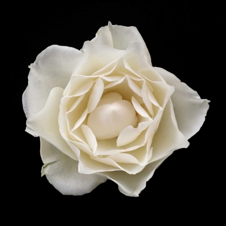 Picture of WHITE ROSE I