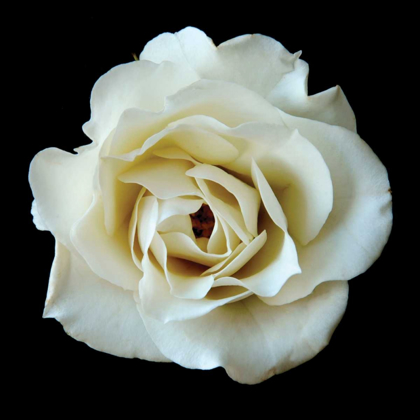 Picture of WHITE ROSE II