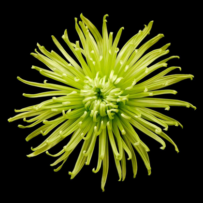 Picture of CHRYSANTHEMUM II