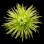 Picture of CHRYSANTHEMUM II