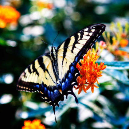 Picture of RESTING BUTTERFLY II