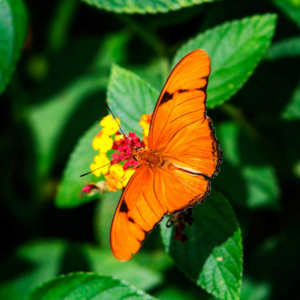 Picture of RESTING BUTTERFLY III