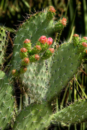 Picture of CACTUS FLOWERS II