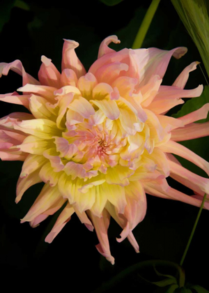 Picture of PINK AND YELLOW DAHLIA