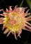 Picture of PINK AND YELLOW DAHLIA