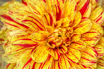 Picture of RED STRIPED DAHLIA