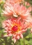 Picture of GARDEN DAHLIAS V