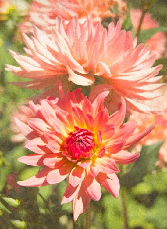 Picture of GARDEN DAHLIAS V