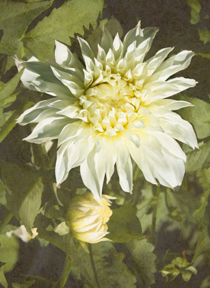 Picture of GARDEN DAHLIAS VII