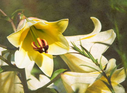 Picture of GARDEN LILIES