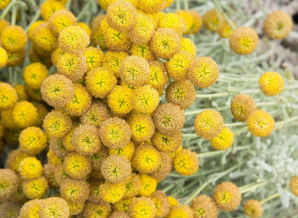 Picture of YELLOW PUFF BALLS