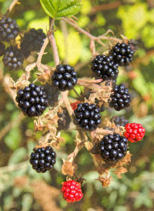 Picture of GEROGES WILD BERRIES