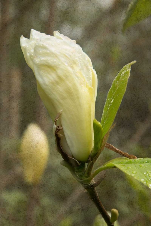 Picture of WHITE TULIP TREE I