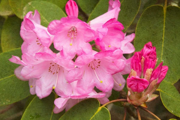 Picture of RHODODENDRON I