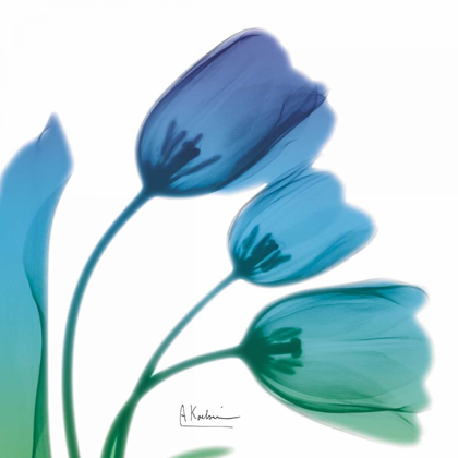 Picture of TULIPS TURQ BLUE