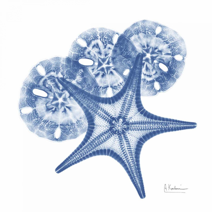 Picture of CERULEAN STARFISH AND SAND DOLLAR 2