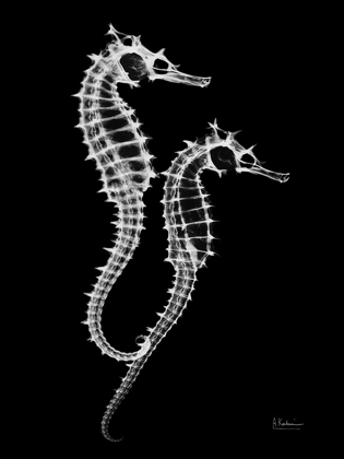 Picture of SEAHORSE TWINS ON BLACK