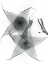 Picture of CARRIAN FLOWER