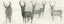 Picture of WILD FAMILY