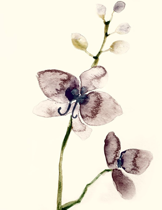 Picture of DARK ORCHID 1