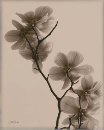 Picture of MAGNOLIAS 1