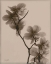 Picture of MAGNOLIAS 1