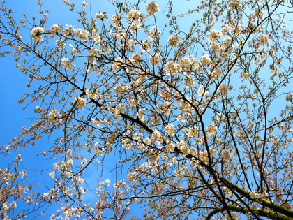 Picture of YELLOW BLOSSOMS 1