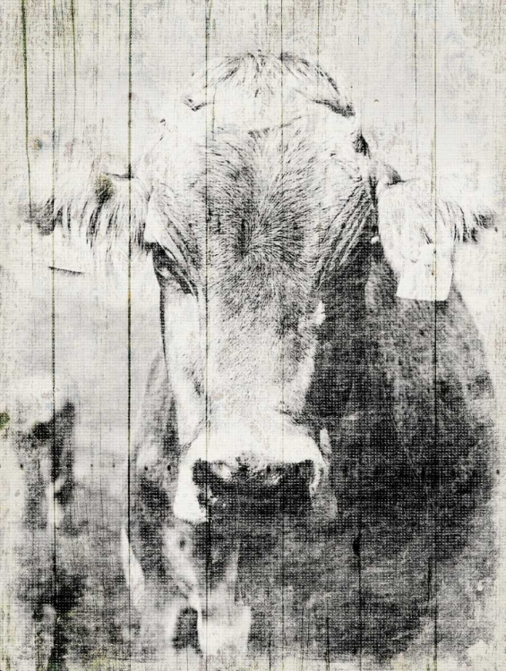 Picture of VINTAGE COW