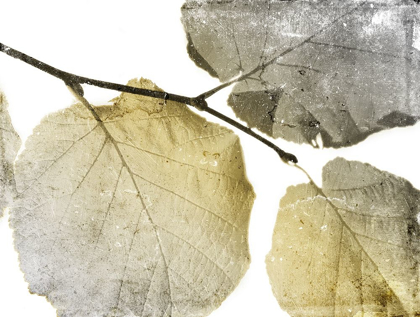 Picture of CLASSIC LEAVES WHITE